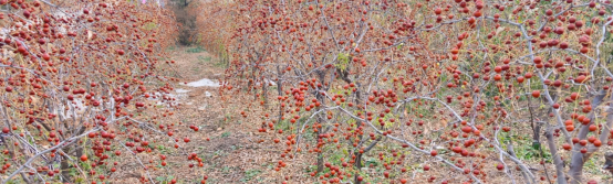 圖片關鍵詞 圖片關鍵詞